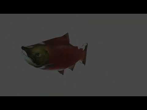 FISH (turn on subtitles)