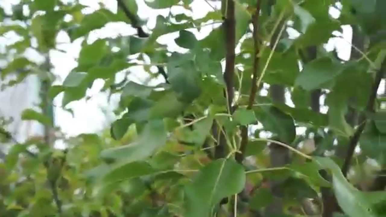 Груша осенняя Русская красавица