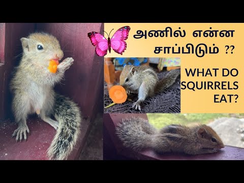 What do squirrels eat? | அணில் என்ன சாப்பிடும்?🐿️🥭 Part -2 My baby Squirrel pet Lucky | watch fully
