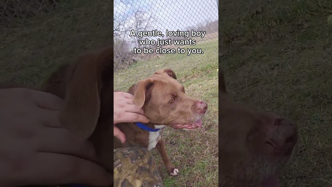 Enlarge Benji, a ADOPTABLE mixed breed in Quincy, MI video 3/3
