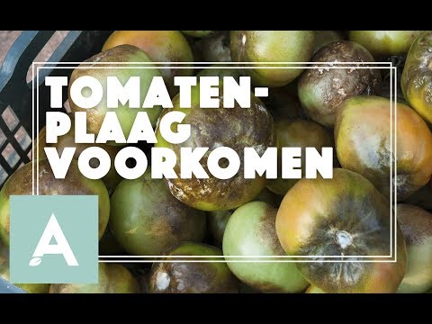 , title : 'Aardappel en tomatenplaag voorkomen! - Grow, Cook, Eat #36'