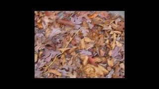 If You Were Coming in the Fall