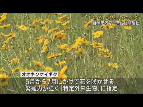 YouTube Video 静岡市で特定外来生物「オオキンケイギク」を駆除 鮮やかな黄色い花をつけるが繁殖力は強い