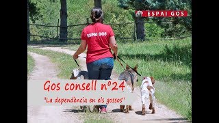 Gos Consell nº24 -  La dependència en els gossos