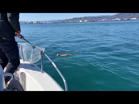 猫は泳げますか?