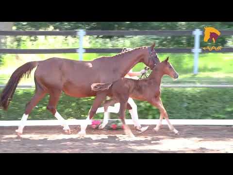 Vivanero - Quaterback