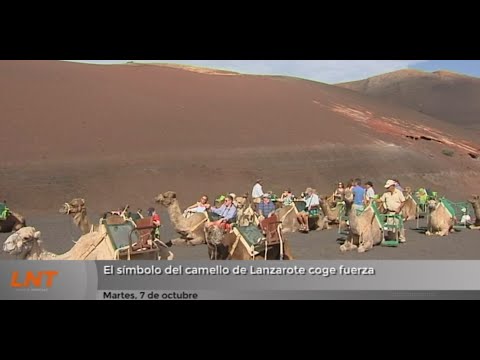 El símbolo del camello de Lanzarote coge fuerza