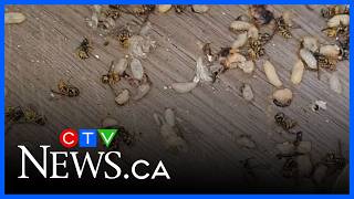 Calgary family finds massive wasp nest in home
