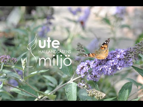 Växtdagboken del 7 - Beskära buddleja