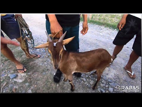 EP592-Part 1 - Happy Birthday, Pongloy | Occ. Mindoro