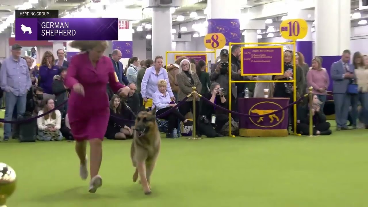 German Shepherd | Breed Judging 2025