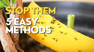 Get Rid of Black Flies on Plants | FUNGUS GNATS