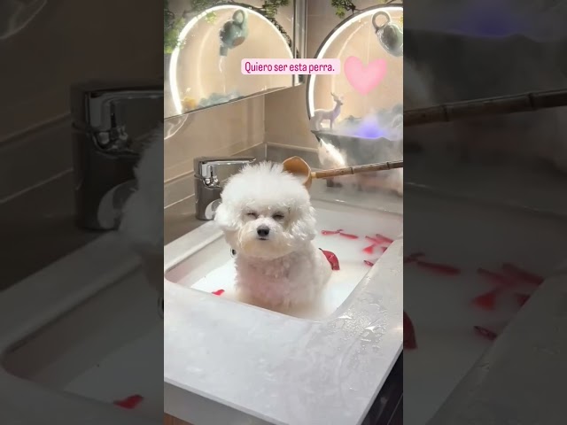 Vídeo relacionado con Newsely Cortina de ducha divertida de perros de 60 pulgadas de ancho x 72 pulgadas de alto, diseño de perro salchicha bañándose en la bañera, lindo animal cachorro, mascota, divertido juego de cortina