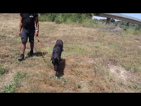 Vídeo de KLAUS