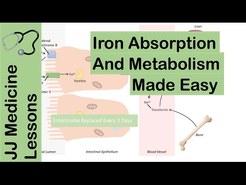 Iron Absorption, Transport, Metabolism and Regulation - Biochemistry Lesson