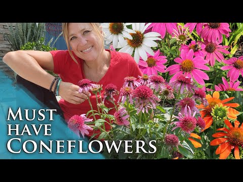 Awesome perennials for full sun and heat! | Coneflowers & Echinacea