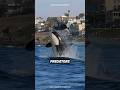 The ONLY Animal Orcas FEAR