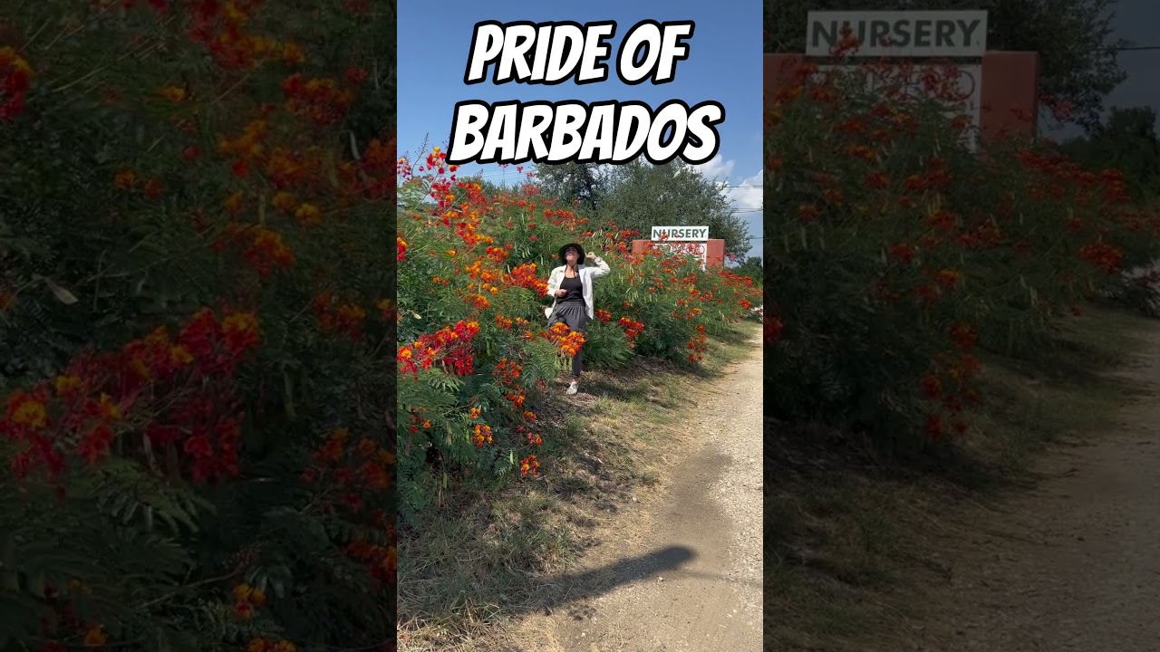 Pride of Barbados Care & Growing Tips