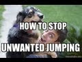 How to Train your DOG NOT to JUMP 