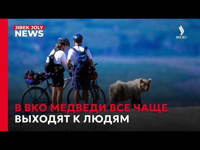 Медведи выходят к людям: что приводит хищников в города и на дачи