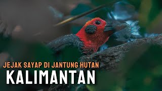 Download lagu Kalimantan: Panggung Alam bagi Burung-Burung Endemik mp3