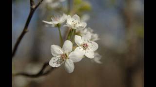 preview picture of video 'photographic essay - spring flowers 2010'