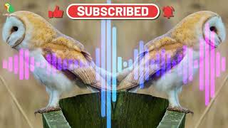 Download lagu PEMIKAT!!! SUARA BURUNG HANTU . . . mp3