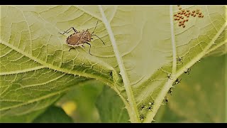 Squash Bugs | How to kill them and the eggs