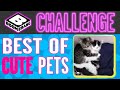 Boomerang Challenge Best Of Cute Pets Boomerang UK