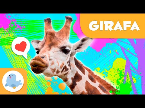 A Girafa 🦒 Animais para crianças 🌳 Episódio 7