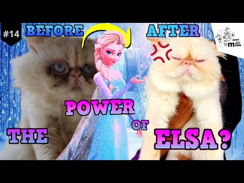 CAT WITH ELSA? HOW TO REMOVE STAIN ON WHITE CAT FUR?