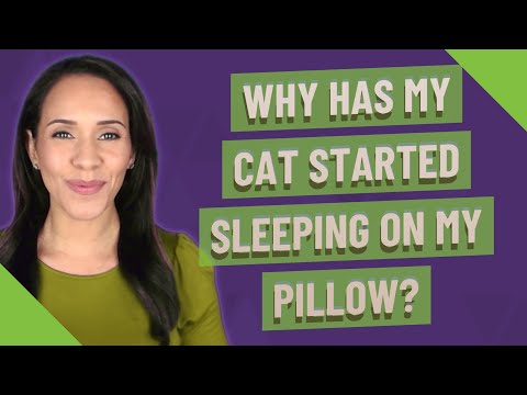 Why has my cat started sleeping on my pillow?