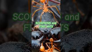 Download lagu SCORPIONS and FIRE ANTS 🦂🐜 | Tropical Forest Bees #ant #scorpion mp3 Download lagu SCORPIONS and FIRE ANTS 🦂🐜 | Tropical Forest Bees #ant #scorpion mp3