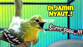 Download lagu Sirtu gacor terbukti ampuh untuk memancing emosi dan birahi lawan mp3