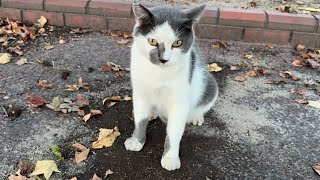 側に来て声かけてくれる人懐っこくてかわいい猫ちゃん