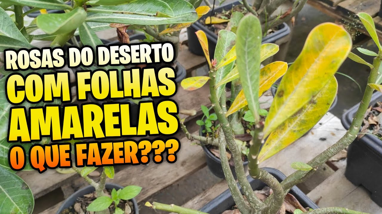 ROSAS DO DESERTO com folhas amarelas e caindo!! Como resolver?!?!