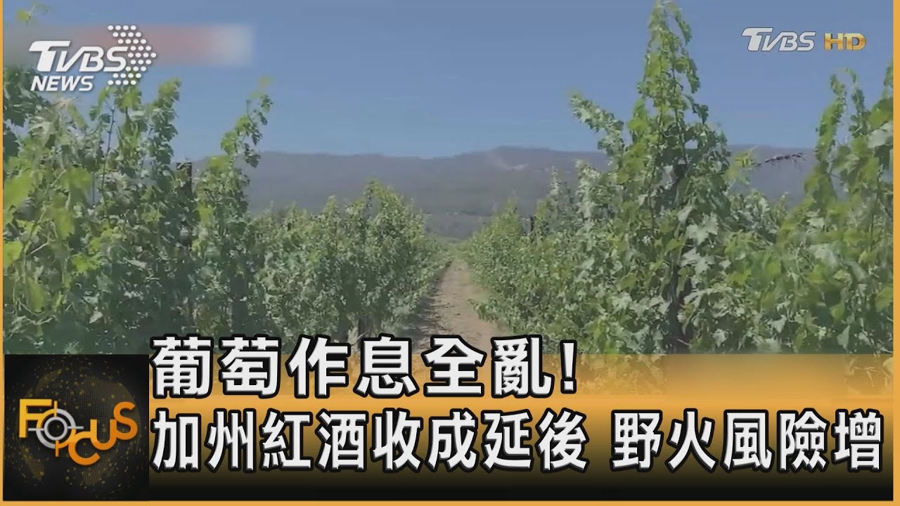 葡萄作息全打亂!加州紅酒收成延後 野火風險增