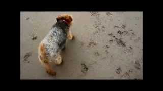 preview picture of video 'myfi the welsh terrier off leash at bamburgh beach'