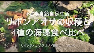 ニュージーランド半自給自足生活 リボンアオサと4種の海藻食べ比べ