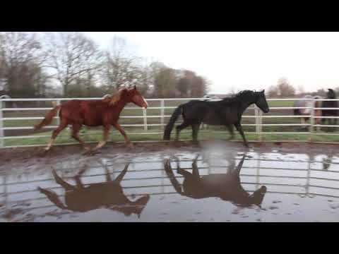 Diamond Lovely Boy (Rappe, 5J) + Sezuan´s Colorful (Fuchs,1,5J) - FOR SALE - Duir Ask Ichschi