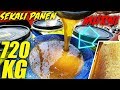 PANEN MADU MURNI 720 KG Dan PANEN SARANG LEBAH Honeycomb Panenmadu Saranglebah Madumurni