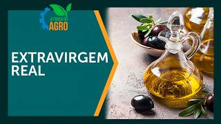 Como identificar um azeite extra virgem de verdade? A Força do Agro