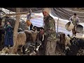 Battle With Nature How Do Nomads Keep Their Herds Alive In The Cold And Rain Of Winter