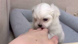 ハーフ犬の動画01