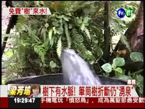 奇!筆筒樹洞湧泉 居民當"聖水"喝