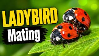 Ladybird Mating