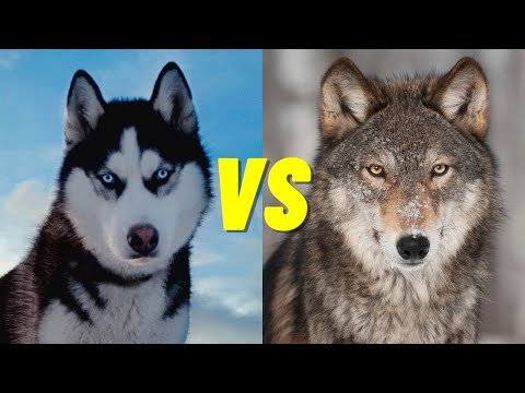 image-What dog is bigger than a husky?