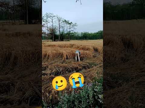 #wacat ka Ae parinda 🥲🥲