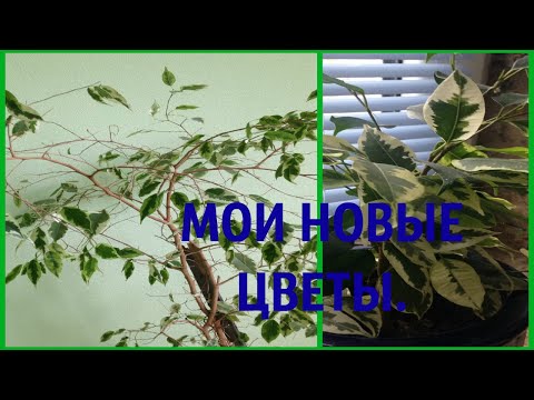 У меня новый цветок. Обзор некоторых моих цветов .