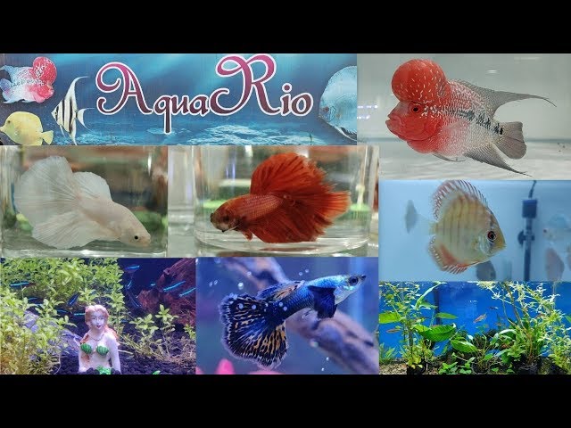 Aqua Rio Aquarium Fish Store Pune